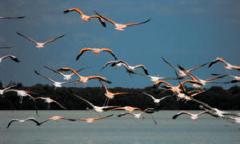 Celestun Biospere Yucatan Mexico - Flamingoes and other Birds Photography by Bill Bell