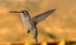 Hummingbirds come out to feed every morning at the Bahia de Los Angeles...Bill Bell Photograph