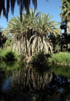Date palm reflected in Mulege River.  Bill Bell Photograph