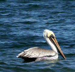 Pelicans are plentiful along the Sea of Cortes...Bill Bell Photograph
