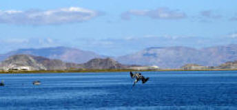 Pelican dives into Bahia de Los Angeles...Bill Bell Photograph