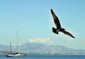 Birds and bird wathcing can make for an ineresting day at the beach at Bahia de Los Angeles  Bill Bell Photograph