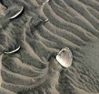 Sea shells and sand make for an interesting pattern along the Bahia de Los Angeles.  Bill Bell Photograph