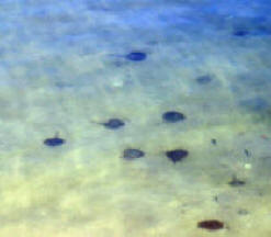 Every paradise has its devils.  The Bahia de Los Angeles has stingrays which you have to be watchful .  Bill Bell Photograph