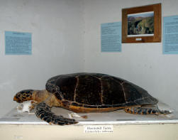A Hawksbill turtle on display at the Museum in Mulege...Bill Bell Photograph