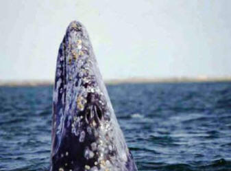 Baja Whale Scammon's Laoon