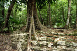 Muyil  (Chunyaxche) Quintana Roo Mexico Mayan Ruins Photogaphy by Bill Bell