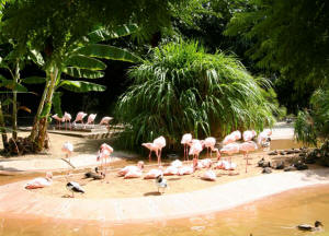 San Diego Zoo Photography by Bill Bell
