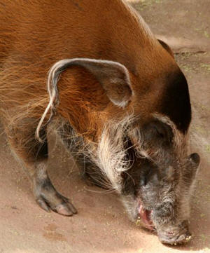 San Diego Zoo Photography by Bill Bell