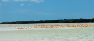 Celestun Biospere Yucatan Mexico - Flamingoes and other Birds Photography by Bill Bell