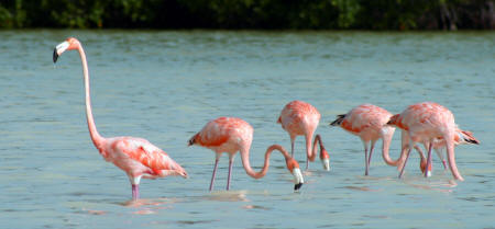 Celestun Biospere Yucatan Mexico - Flamingoes and other Birds Photography by Bill Bell