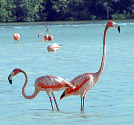 Celestun Biospere Yucatan Mexico - Flamingoes and other Birds Photography by Bill Bell