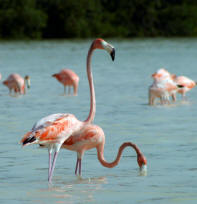 Celestun Biospere Yucatan Mexico - Flamingoes and other Birds Photography by Bill Bell