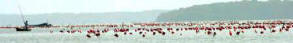 Celestun Biospere Yucatan Mexico - Flamingoes and other Birds Photography by Bill Bell