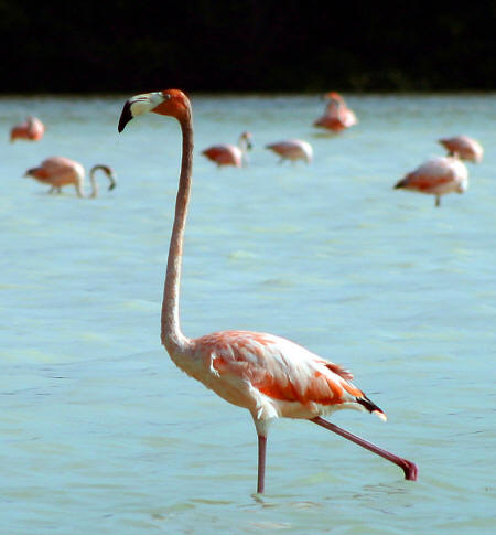 Celestun Biospere Yucatan Mexico - Flamingoes and other Birds Photography by Bill Bell