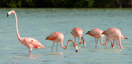Celestun Biospere Yucatan Mexico - Flamingoes and other Birds Photography by Bill Bell