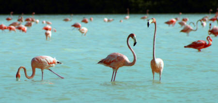 Celestun Biospere Yucatan Mexico - Flamingoes and other Birds Photography by Bill Bell