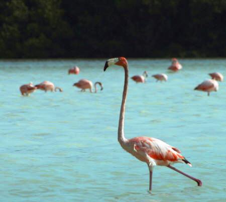 Celestun Biospere Yucatan Mexico - Flamingoes and other Birds Photography by Bill Bell