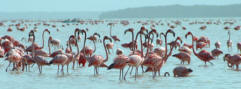 Celestun Biospere Yucatan Mexico - Flamingoes and other Birds Photography by Bill Bell