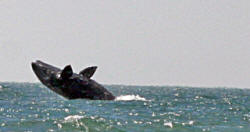 California Grey Whales Scammon's Lagoon Baja California Mexico Photography Bill and Dot Bell Photographs