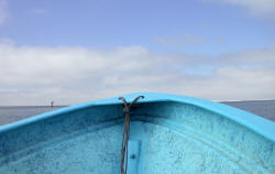 California Grey Whales Scammon's Lagoon Baja California Mexico Photography Bill and Dot Bell Photographs