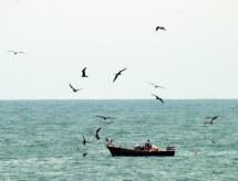 fishers captue the attention of the birds Bill Bell Photograph