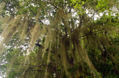 Chacchoben  Quintana Roo Mexico Mayan Ruins Bill Bell Photography