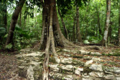 Muyil  (Chunyaxche) Quintana Roo Mexico Mayan Ruins Photogaphy by Bill Bell