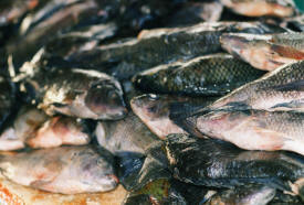 fish market Ciudad del Carmen Campeche Mexico Photography Photography by Bill Bell 