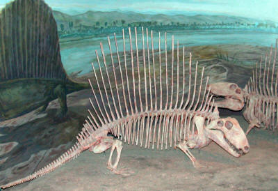 Dinosaurs, Hoodoos and Badlands The Royal Tyrrell Museum, and Alberta's Badlands, Canada Photgraphy by Bill Bell