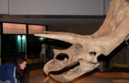 Dinosaurs, Hoodoos and Badlands The Royal Tyrrell Museum, and Alberta's Badlands, Canada Photgraphy by Bill Bell