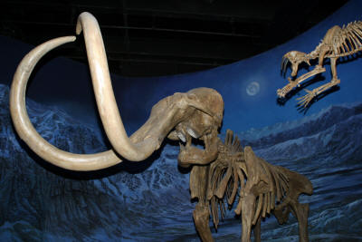 Dinosaurs, Hoodoos and Badlands The Royal Tyrrell Museum, and Alberta's Badlands, Canada Photgraphy by Bill Bell