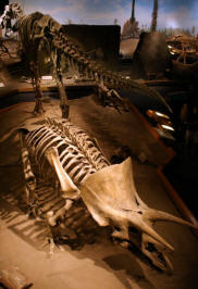 Dinosaurs, Hoodoos and Badlands The Royal Tyrrell Museum, and Alberta's Badlands, Canada Photgraphy by Bill Bell