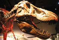 Dinosaurs, Hoodoos and Badlands The Royal Tyrrell Museum, and Alberta's Badlands, Canada Photgraphy by Bill Bell