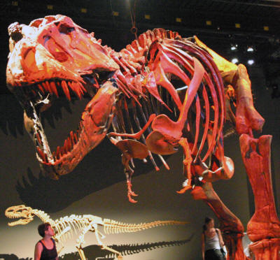 Dinosaurs, Hoodoos and Badlands The Royal Tyrrell Museum, and Alberta's Badlands, Canada Photgraphy by Bill Bell