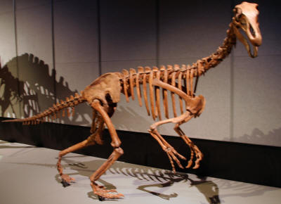 Dinosaurs, Hoodoos and Badlands The Royal Tyrrell Museum, and Alberta's Badlands, Canada Photgraphy by Bill Bell