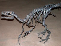 Dinosaurs, Hoodoos and Badlands The Royal Tyrrell Museum, and Alberta's Badlands, Canada Photgraphy by Bill Bell