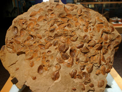 Dinosaurs, Hoodoos and Badlands The Royal Tyrrell Museum, and Alberta's Badlands, Canada Photgraphy by Bill Bell