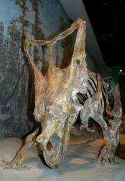 Dinosaurs, Hoodoos and Badlands The Royal Tyrrell Museum, and Alberta's Badlands, Canada Photgraphy by Bill Bell