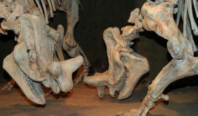 Dinosaurs, Hoodoos and Badlands The Royal Tyrrell Museum, and Alberta's Badlands, Canada Photgraphy by Bill Bell