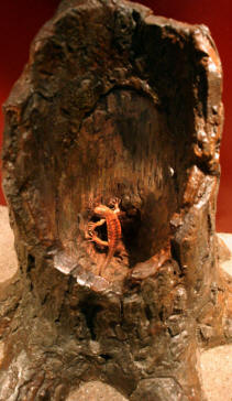 Dinosaurs, Hoodoos and Badlands The Royal Tyrrell Museum, and Alberta's Badlands, Canada Photgraphy by Bill Bell