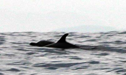 Dolphins off the boat