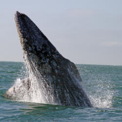 California Grey Whales Scammon's  Lagoon Baja California Mexico Photography