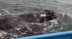 California Grey Whales Scammon's Lagoon Baja California Mexico Photography Bill and Dot Bell Photographs
