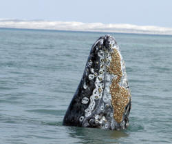 California Grey Whales Scammon's Lagoon Baja California Mexico Photography Bill and Dot Bell Photographs