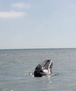 California Grey Whales Scammon's Lagoon Baja California Mexico Photography Bill and Dot Bell Photographs