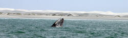 California Grey Whales Scammon's Lagoon Baja California Mexico Photography Bill and Dot Bell Photographs