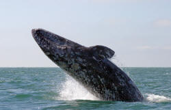 California Grey Whales Scammon's  Lagoon Baja California Mexico Photography Dot Bell Photographs