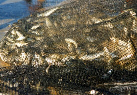 Abundance of fish caught in a net in Rincon de Guayabetos Biill Bell Photo 