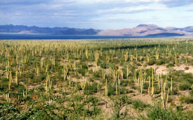 Cacti everywhere Baja California Mexico Photography  Photography by Bill Bell